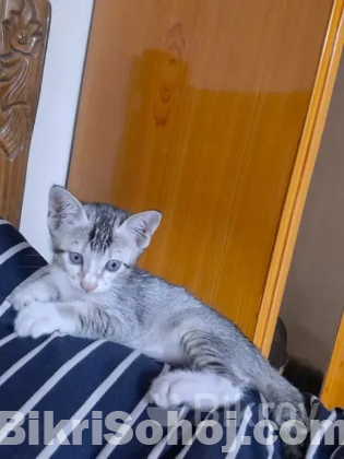 Kitten adoption